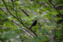 Blackbird On The Branches