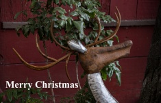 Metal Christmas Reindeer Greeting