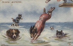 Mixed Bathing Cats & Dogs By Ellam