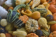 Mixed Gourds Background