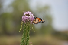 Monarch On Flower