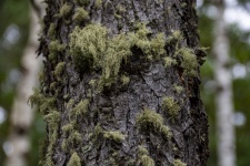 Moss On Tree Trunk