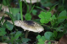 Mushroom Growing On Unkempt Lawn