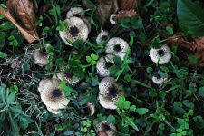 Mushrooms Growing On Unkempt Lawn