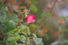 Birth Of A Rose
