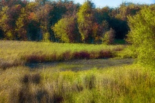 New England Wetlands