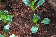 Newly Planted Cauliflower Seedlings