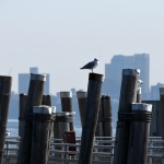 NYC Pigeon