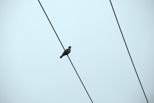 Bird On An Electric Cable
