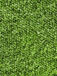 Olive Green Carpet Background
