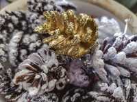 One Gold Pine Cone Decoration