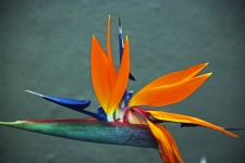 Open Strelitzia Flower And Leaves