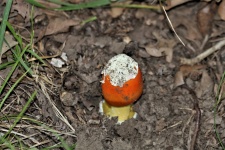 Orange Amanita Mushroom With Volva