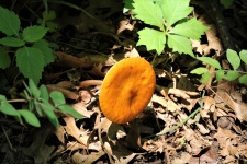 Orange Mushroom Reaching For Sun