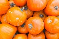 Orange Pumpkins Background