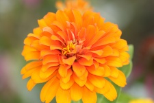 Orange Zinnia Flower Close-up