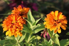 Orange Zinnia Flowers Close-up