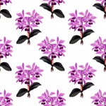 Orchid Flowers Purple Background