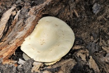 Oyster Mushroom Top View