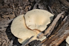 Oyster Mushrooms Growing On Log