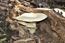 Oyster Mushrooms On Tree Log
