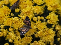 Painted Lady, Yellow Moms