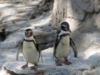 Pair Of Penguins