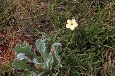Pale Yellow Wild Flower