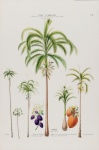 Palm Tree Arecaceae