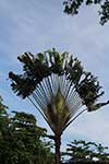 Palm Tree Fan