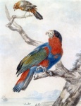 Parrot Vintage Painting