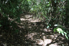 Path In The Jungle