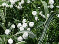 Small White Flowers - 1