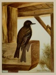 Phoebe Bird Sayornis