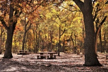 Picnic Area In The Woods In Fall