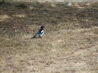 Magpie In The Meadow