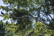 Pigeons On A Wire