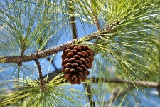 Pine Cone In Tree Close-up
