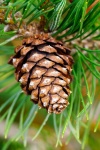 Pine Cone On A Branch