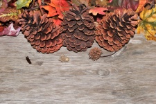 Pine Cones And Leaves Background