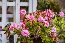 Pink Geranium Flowers