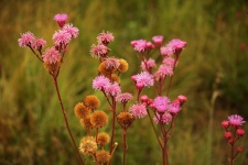 Pink Pom-pom Flowers On A Grassland