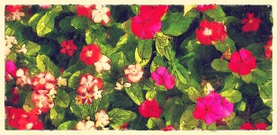 Pink-red Impatiens Flowers