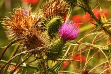 Pink Thistle Flower With Dry Flower