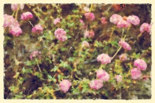 Pink Wildflowers