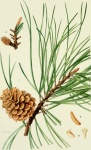 Pinus Rigida The Pitch Pine
