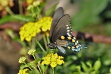 Pipevine Swallowtail On Lantana