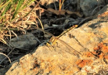 Plains Clubtail Dragonfly On Rock