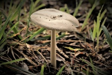 Pleated Inkcap Mushroom Close-up