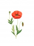 Poppy Flower Watercolor Painting